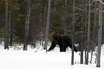 Poster - The brown bear (Ursus arctos) on the snow in the middle of taiga with raised head