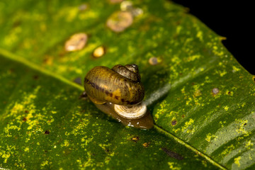 Little snail on leaf. Macro photography.Copy space