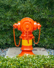 Bright Orange Fireplug In Front Of Green Foliage