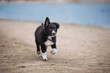 adorable Cute Border Collie Puppy on the beach