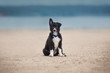 adorable Cute Border Collie Puppy on the beach