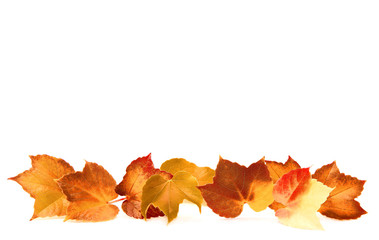 autumn leaves isolated on white