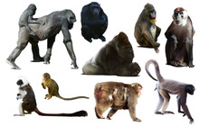 Set Of Primates