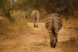 Zebras in einer Reihe
