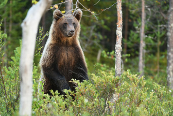 Wall Mural - Wild brown bear (Ursus arctos)