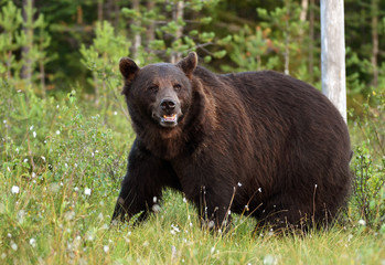 wild brown bear (ursus arctos)