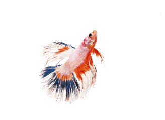 Wall Mural - Siamese fighting fish swimming up isolated on the white background