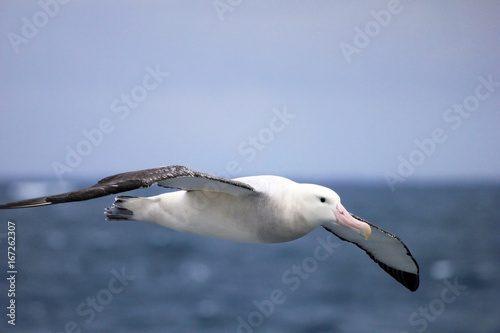 Cuadros en Lienzo Flying Wandering Albatross, Snowy Albatross, White-Winged Albatross or Goonie, d