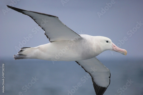 Cuadros en Lienzo Flying Wandering Albatross, Snowy Albatross, White-Winged Albatross or Goonie, d