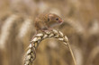 Harvest mouse (Micromys Minutus) sat on head of corn, Hertfordshire , UK
