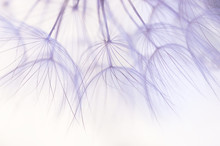 Dandelion Seeds Closeup In Delicate Shades.Selective Focus