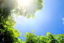 View Beautiful Nature Of Green Tree Branches On Blue Sky Have Copy Space For But Text, Look Warm And Fresh.