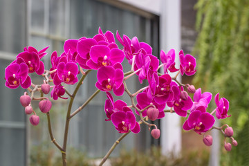 Beautiful pink Phalaenopsis orchid flowers blooming for ornamental garden in front of home, houseplants decoration or indoor interior.
