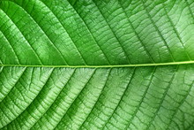 Texture Of Green Leaf Of Magnoliopsida Plant Type For Background