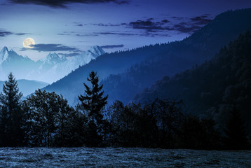 Wall Mural - forest on the hillside in high tatras at night