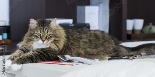 Brown Tabby With White Kitten Of Siberian Breed Female Long