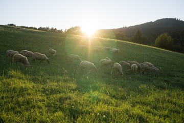 Sheep on meadow during sunset. Slovakia