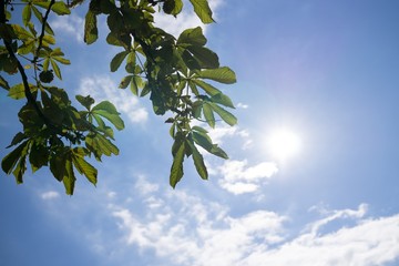 Leaves of the green tree during sunny day. Slovakia