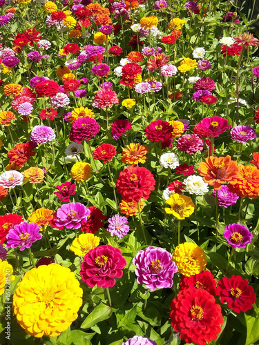 Champs De Fleurs En Ete Tres Gai Zinnias Multicolores Du Jaune Au Rouge En Passant Par Le Blanc Couleurs Vives Sous Le Soleil Stock Photo Adobe Stock Champs De Fleurs En Ete Tres Gai Zinnias Multicolores Du Jaune Au Rouge En Passant Par Le Blanc Couleurs Vives Sous Le Soleil Stock Photo Adobe Stock