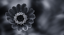 Elegant Black White Floral Ornamental Background. Blooming Zinnia Flower Close-up Photography. Selective Focus.