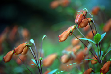 Wall Mural - The beautiful red Seemannia flower on blurred background