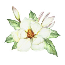 Composition With Magnolia. Hand Draw Watercolor Illustration.