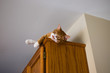 cat resting on top of cabinet