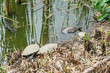 Turtles in their habitat