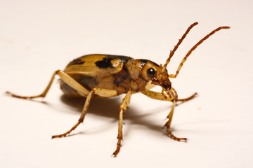 Bombardier beetles on a smooth background.