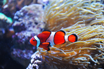 Wall Mural - red clownfish in the coral reef