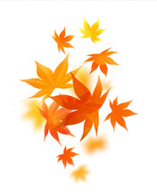 Momiji. Realistic Autumn Maple Leaves On White. Vector Illustration Background.