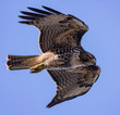 Hovering Red Tail Hawk