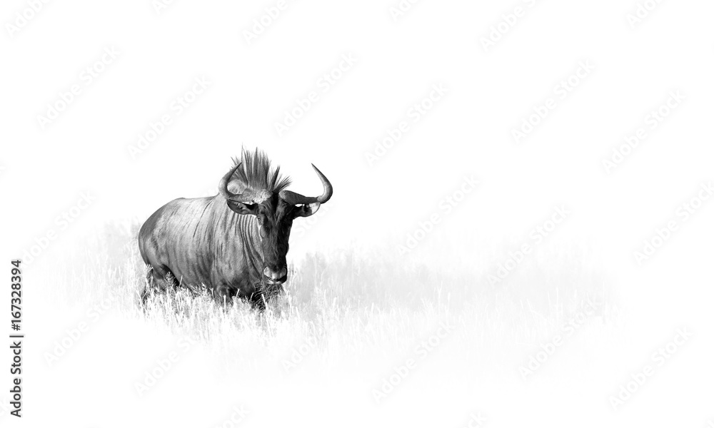 Artistic, black and white photo of Blue wildebeest, Connochaetes taurinus, large antelope walking in dry grass directly at camera in Kalahari.  Wildlife photography in Kgalagadi. Animal fine art. - obrazy, fototapety, plakaty 