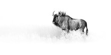 Artistic, Black And White Photo Of Blue Wildebeest, Connochaetes Taurinus, Large Antelope Walking In Dry Grass  In Kalahari Desert.  Wildlife Photography In Kgalagadi. Animal Fine Art.