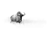 Artistic, Black And White Photo Of Blue Wildebeest, Connochaetes Taurinus, Large Antelope Walking In Dry Grass Directly At Camera In Kalahari.  Wildlife Photography In Kgalagadi. Animal Fine Art.