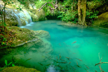 Wall Mural - Beautiful deep forest pond in Erawan National Park, Kanchanaburi, Thailand