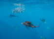 Underwater view of Atlantic sailfish feeding on sardines off the coast of Isla Mujeres, Mexico.