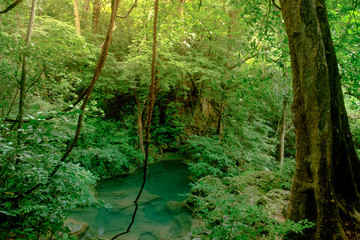 Wall Mural - Beautiful deep forest pond in Erawan National Park, Kanchanaburi, Thailand