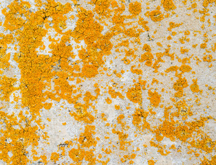 Wall Mural - Yellow mold on a stone wall