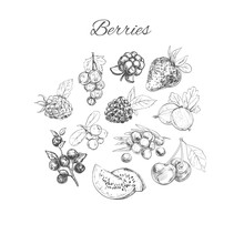 Vector Hand Sketched Set Of Berries. Isolated Objects. Nature