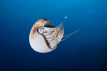 Nautilus swimming in blue water, Palau, Micronesia.