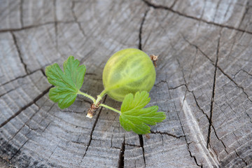 Wall Mural - Closeup photo of gooseberries