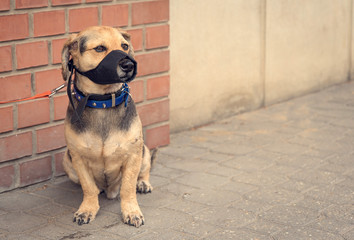 Wall Mural - Sad mongrel dog waiting for owner