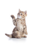 Fototapeta Koty - Kitten or cat standing with pointing paw isolated on white