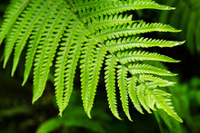 The Top View On The Green Leaf Of Fern On A Black-green Background.