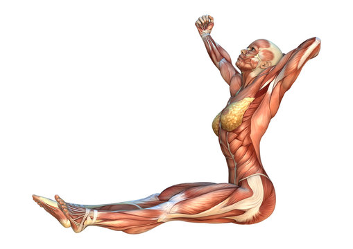 3D Rendering Muscle Maps