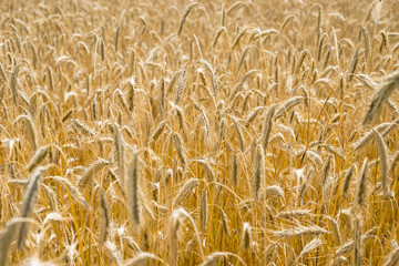 Italian golden wheat cultivation.