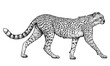 Cheetah illustration, drawing, engraving, ink, line art, vector