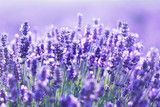 Die Top Testsieger - Finden Sie die Lavendel fototapete Ihren Wünschen entsprechend