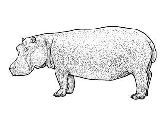 Wall Mural - Hippopotamus illustration, drawing, engraving, ink, line art, vector